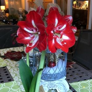 Meet your Posher, Johnnjohnnie